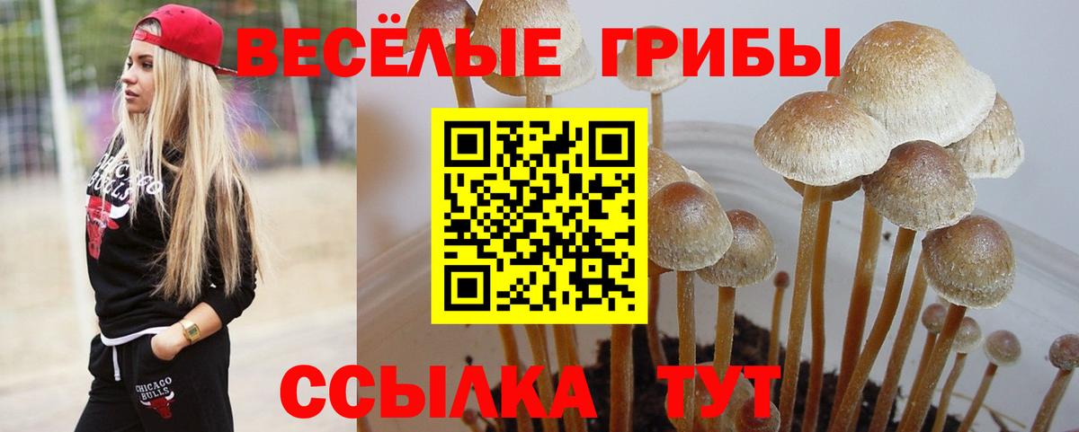 Псилоцибиновые грибы Psilocybine cubensis  Вход с VPN  Людиново 